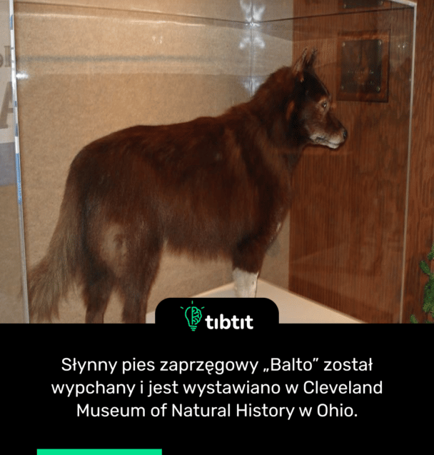Słynny pies zaprzęgowy „Balto” został wypchany i jest wystawiano w Cleveland Museum of Natural History w Ohio.