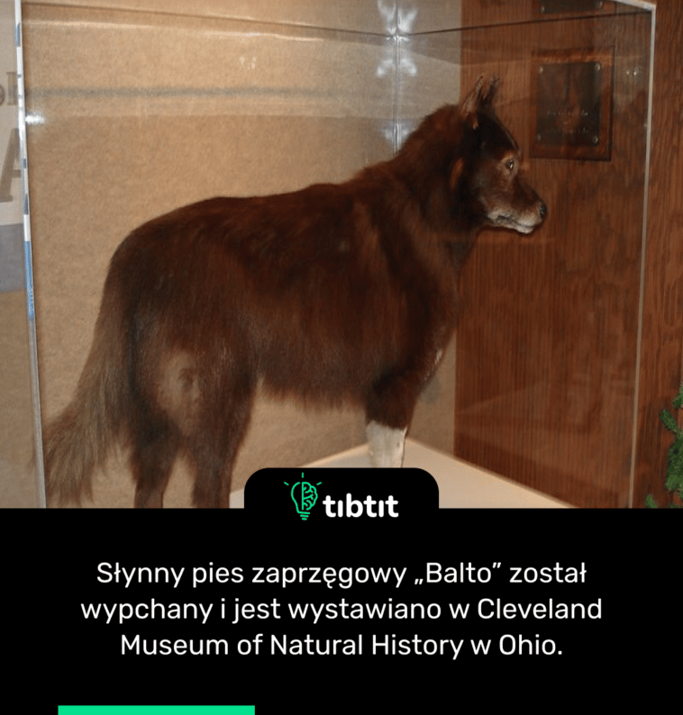 Słynny pies zaprzęgowy „Balto” został wypchany i jest wystawiano w Cleveland Museum of Natural History w Ohio.