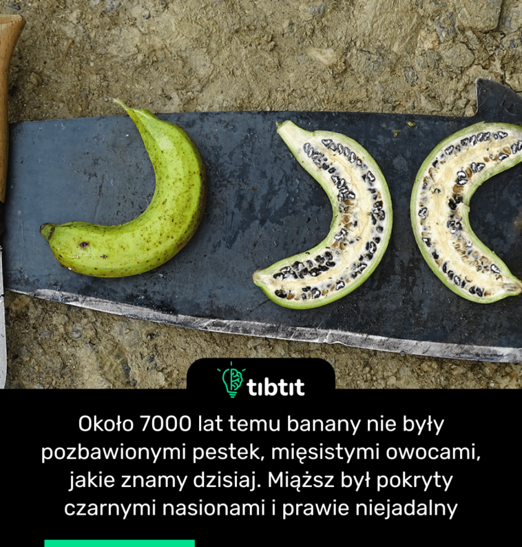 Około 7000 lat temu banany nie były pozbawionymi pestek, mięsistymi owocami, jakie znamy dzisiaj. Miąższ był pokryty czarnymi nasionami i prawie niejadalny