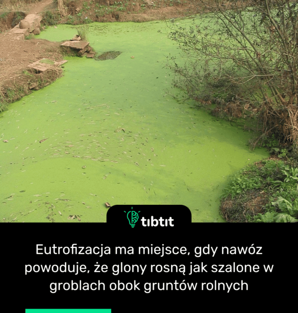 Eutrofizacja ma miejsce, gdy nawóz powoduje, że glony rosną jak szalone w groblach obok gruntów rolnych
