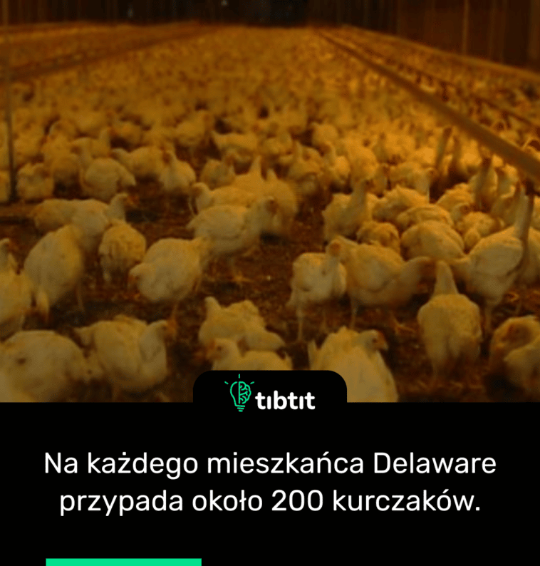 Na każdego mieszkańca Delaware przypada około 200 kurczaków.