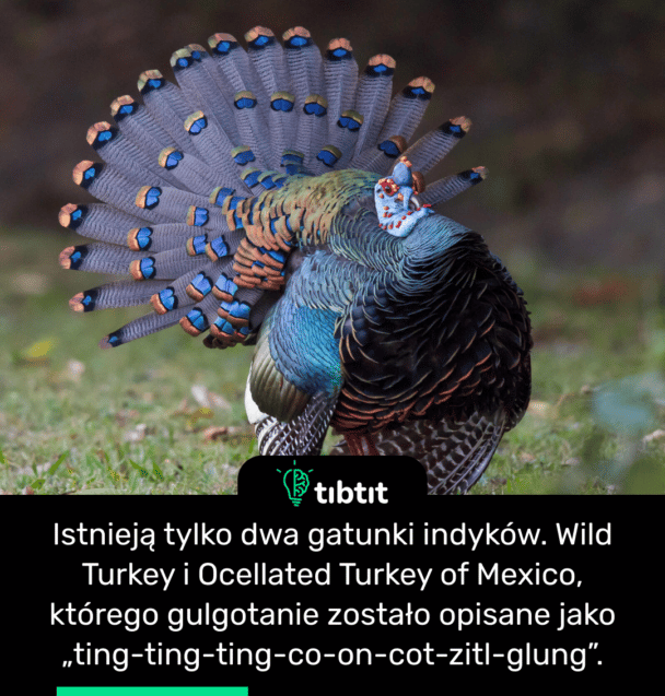 Istnieją tylko dwa gatunki indyków. Wild Turkey i Ocellated Turkey of Mexico, którego gulgotanie zostało opisane jako „ting-ting-ting-co-on-cot-zitl-glung”.