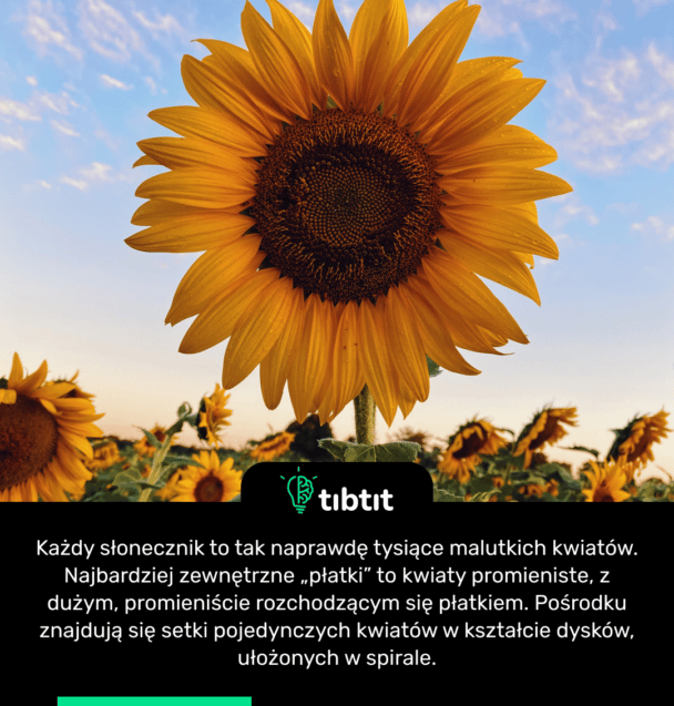 Każdy słonecznik to tak naprawdę tysiące malutkich kwiatów. Najbardziej zewnętrzne „płatki” to kwiaty promieniste, z dużym, promieniście rozchodzącym się płatkiem. Pośrodku znajdują się setki pojedynczych kwiatów w kształcie dysków, ułożonych w spirale.