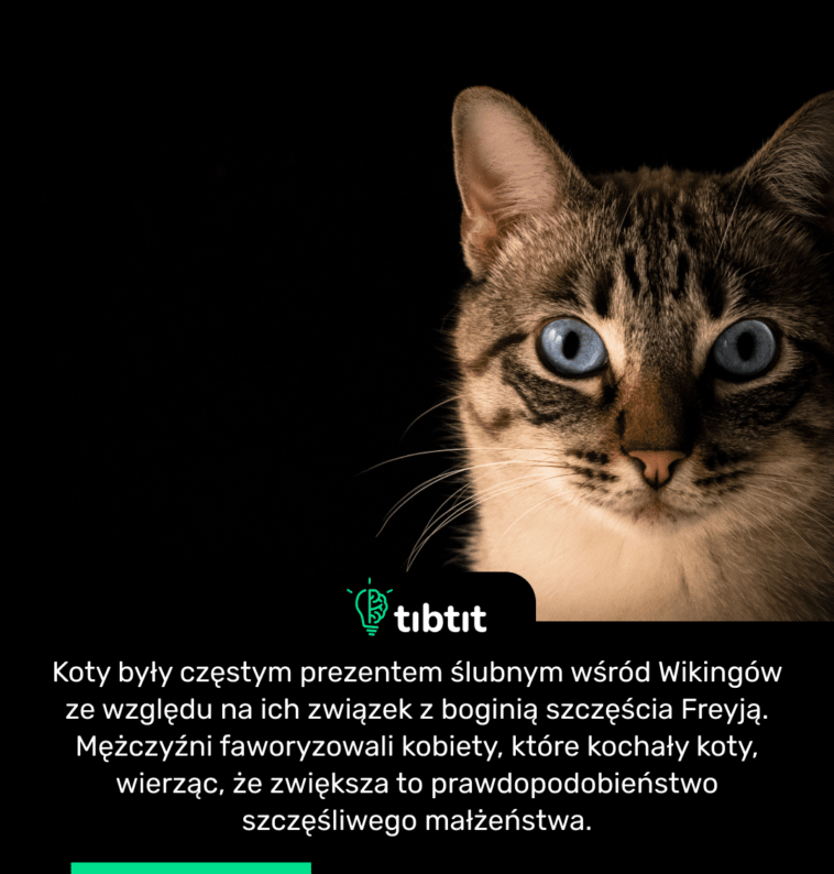 Koty były częstym prezentem ślubnym wśród Wikingów ze względu na ich związek z boginią szczęścia Freyją. Mężczyźni faworyzowali kobiety, które kochały koty, wierząc, że zwiększa to prawdopodobieństwo szczęśliwego małżeństwa.