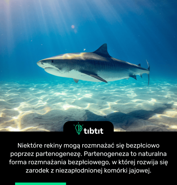 Niektóre rekiny mogą rozmnażać się bezpłciowo poprzez partenogenezę. Partenogeneza to naturalna forma rozmnażania bezpłciowego, w której rozwija się zarodek z niezapłodnionej komórki jajowej.