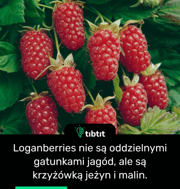 Loganberries nie są oddzielnymi gatunkami jagód, ale są krzyżówką jeżyn i malin.