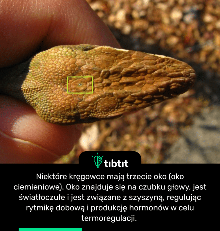 Niektóre kręgowce mają trzecie oko (oko ciemieniowe). Oko znajduje się na czubku głowy, jest światłoczułe i jest związane z szyszyną, regulując rytmikę dobową i produkcję hormonów w celu termoregulacji.