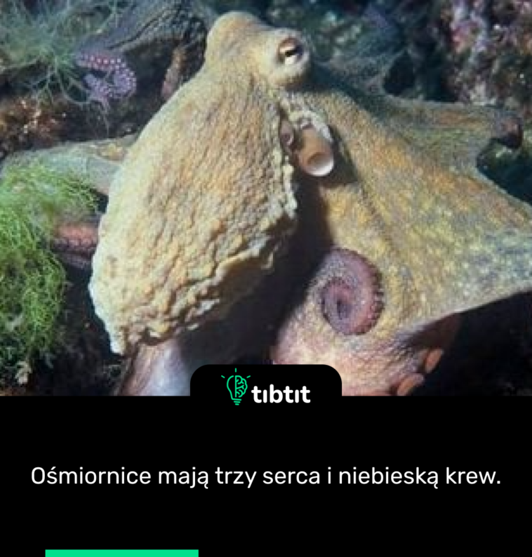 Ośmiornice mają trzy serca i niebieską krew.