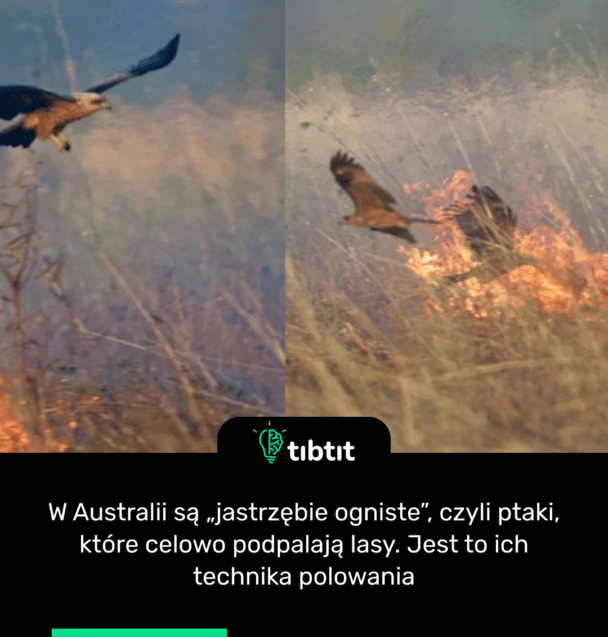 W Australii są „jastrzębie ogniste”, czyli ptaki, które celowo podpalają lasy. Jest to ich technika polowania