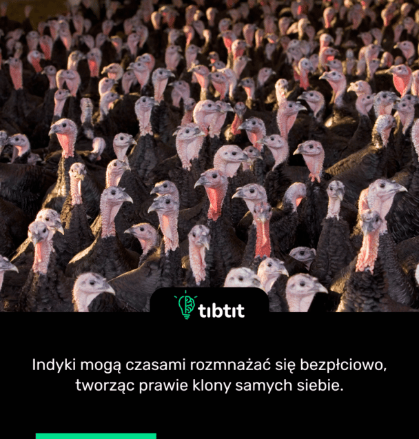 Indyki mogą czasami rozmnażać się bezpłciowo, tworząc prawie klony samych siebie.