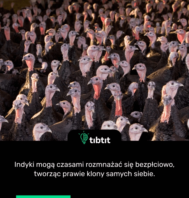 Indyki mogą czasami rozmnażać się bezpłciowo, tworząc prawie klony samych siebie.