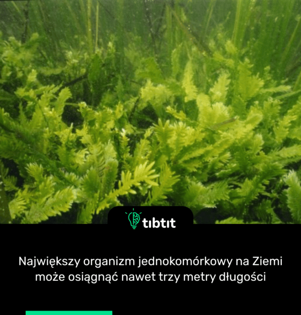 Największy organizm jednokomórkowy na Ziemi może osiągnąć nawet trzy metry długości