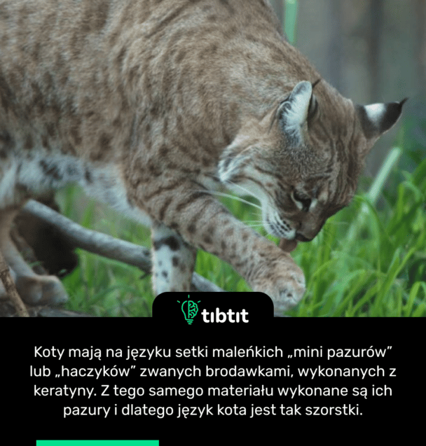 Koty mają na języku setki maleńkich „mini pazurów” lub „haczyków” zwanych brodawkami, wykonanych z keratyny. Z tego samego materiału wykonane są ich pazury i dlatego język kota jest tak szorstki.