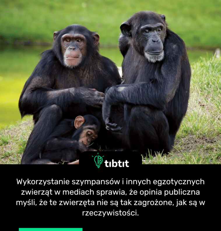 Wykorzystanie szympansów i innych egzotycznych zwierząt w mediach sprawia, że opinia publiczna myśli, że te zwierzęta nie są tak zagrożone, jak są w rzeczywistości.