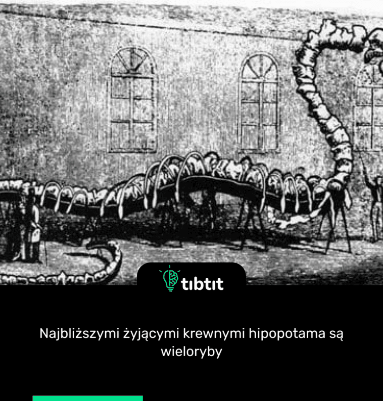 Najbliższymi żyjącymi krewnymi hipopotama są wieloryby