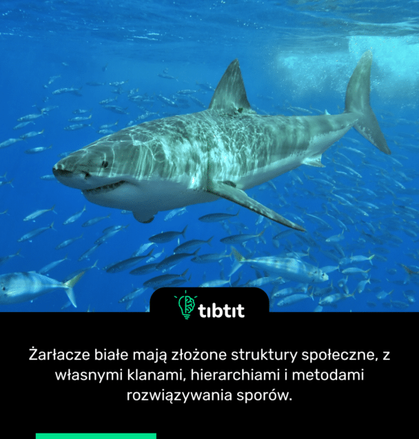 Żarłacze białe mają złożone struktury społeczne, z własnymi klanami, hierarchiami i metodami rozwiązywania sporów.