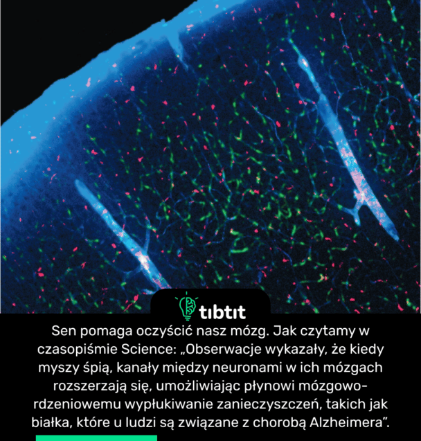 Sen pomaga oczyścić nasz mózg. Jak czytamy w czasopiśmie Science: „Obserwacje wykazały, że kiedy myszy śpią, kanały między neuronami w ich mózgach rozszerzają się, umożliwiając płynowi mózgowo-rdzeniowemu wypłukiwanie zanieczyszczeń, takich jak białka, które u ludzi są związane z chorobą Alzheimera”.