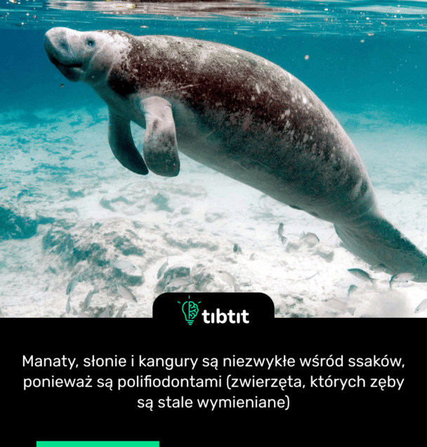 Manaty, słonie i kangury są niezwykłe wśród ssaków, ponieważ są polifiodontami (zwierzęta, których zęby są stale wymieniane)