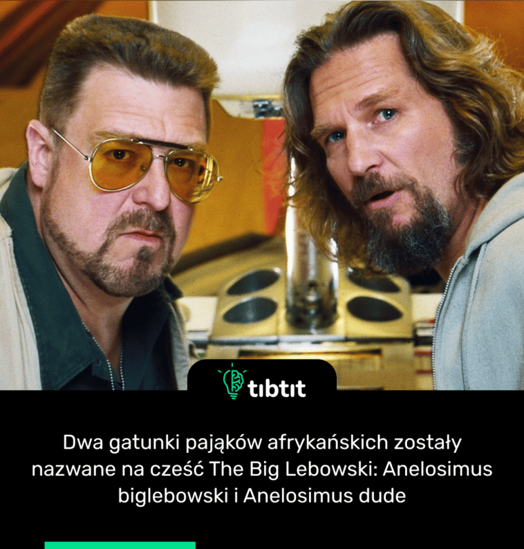 Dwa gatunki pająków afrykańskich zostały nazwane na cześć The Big Lebowski: Anelosimus biglebowski i Anelosimus dude