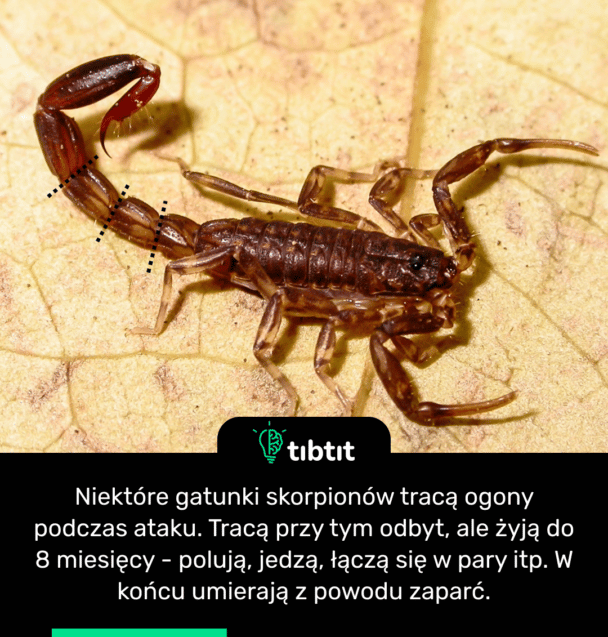 Niektóre gatunki skorpionów tracą ogony podczas ataku. Tracą przy tym odbyt, ale żyją do 8 miesięcy - polują, jedzą, łączą się w pary itp. W końcu umierają z powodu zaparć.