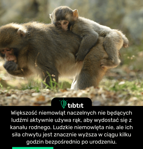 Większość niemowląt naczelnych nie będących ludźmi aktywnie używa rąk, aby wydostać się z kanału rodnego. Ludzkie niemowlęta nie, ale ich siła chwytu jest znacznie wyższa w ciągu kilku godzin bezpośrednio po urodzeniu.