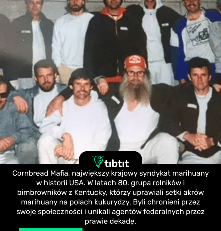 Cornbread Mafia, największy krajowy syndykat marihuany w historii USA. W latach 80. grupa rolników i bimbrowników z Kentucky, którzy uprawiali setki akrów marihuany na polach kukurydzy. Byli chronieni przez swoje społeczności i unikali agentów federalnych przez prawie dekadę.