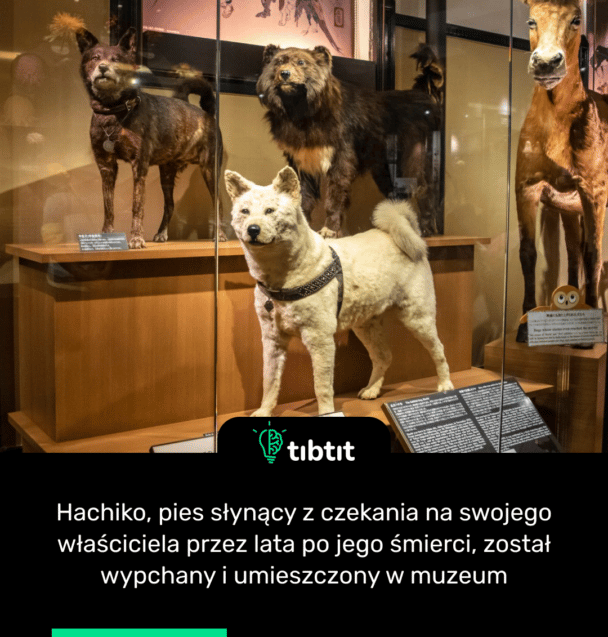 Hachiko, pies słynący z czekania na swojego właściciela przez lata po jego śmierci, został wypchany i umieszczony w muzeum