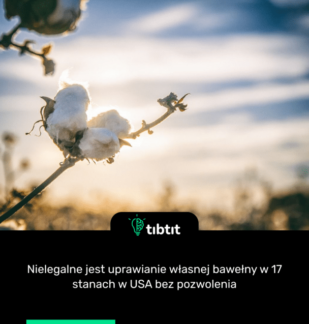 Nielegalne jest uprawianie własnej bawełny w 17 stanach w USA bez pozwolenia