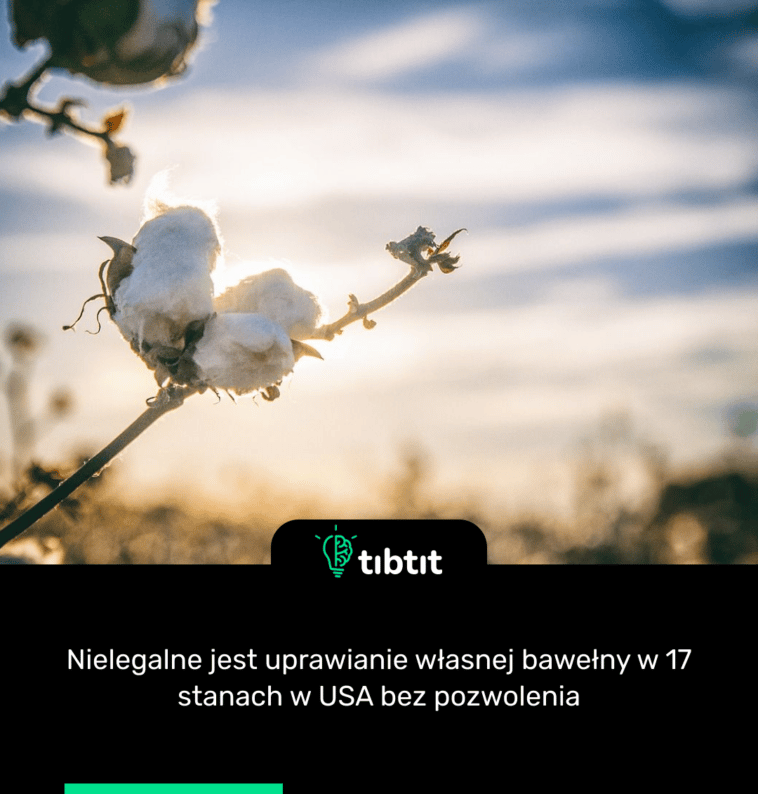 Nielegalne jest uprawianie własnej bawełny w 17 stanach w USA bez pozwolenia