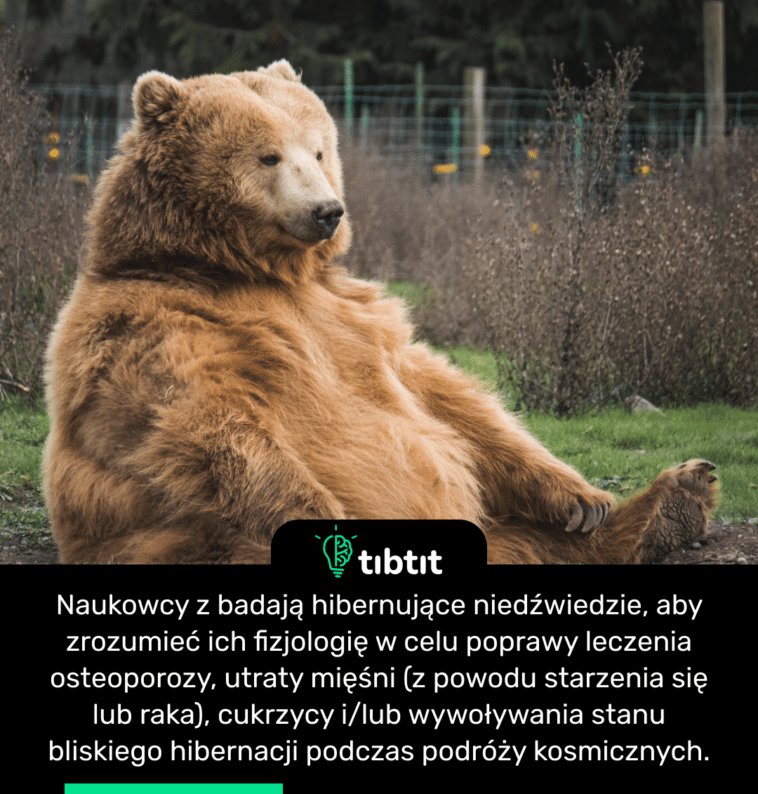 Naukowcy z badają hibernujące niedźwiedzie, aby zrozumieć ich fizjologię w celu poprawy leczenia osteoporozy, utraty mięśni (z powodu starzenia się lub raka), cukrzycy i/lub wywoływania stanu bliskiego hibernacji podczas podróży kosmicznych.