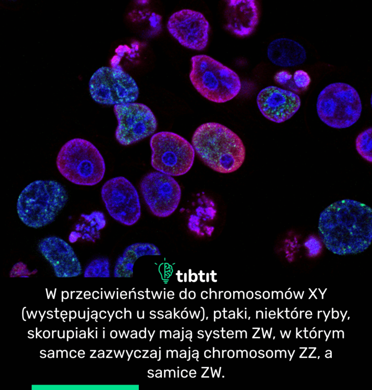 W przeciwieństwie do chromosomów XY (występujących u ssaków), ptaki, niektóre ryby, skorupiaki i owady mają system ZW, w którym samce zazwyczaj mają chromosomy ZZ, a samice ZW.