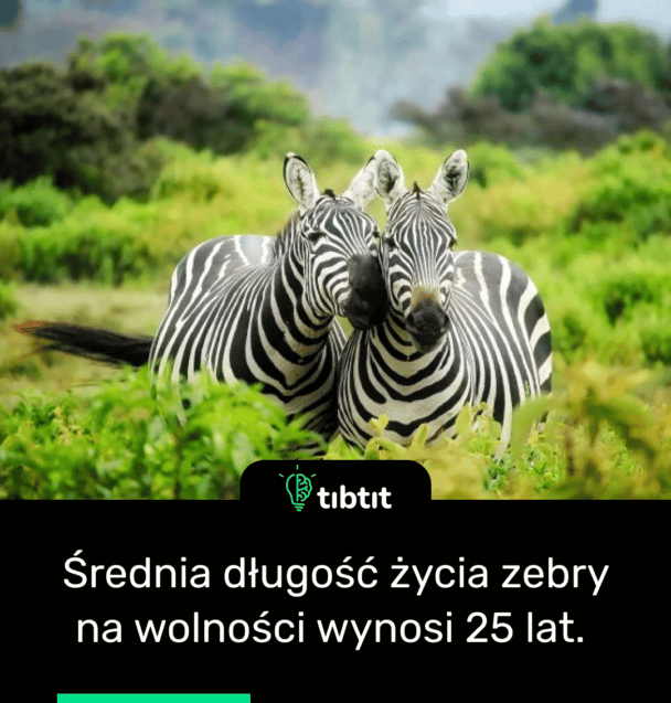 Średnia długość życia zebry na wolności wynosi 25 lat.
