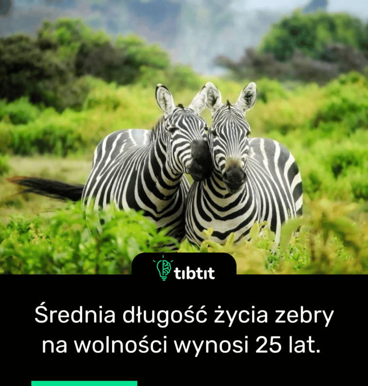 Średnia długość życia zebry na wolności wynosi 25 lat.