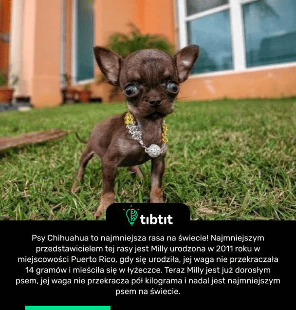 Psy Chihuahua to najmniejsza rasa na świecie! Najmniejszym przedstawicielem tej rasy jest Milly urodzona w 2011 roku w miejscowości Puerto Rico, gdy się urodziła, jej waga nie przekraczała 14 gramów i mieściła się w łyżeczce. Teraz Milly jest już dorosłym psem, jej waga nie przekracza pół kilograma i nadal jest najmniejszym psem na świecie.