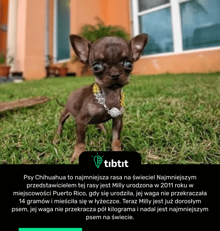 Psy Chihuahua to najmniejsza rasa na świecie! Najmniejszym przedstawicielem tej rasy jest Milly urodzona w 2011 roku w miejscowości Puerto Rico, gdy się urodziła, jej waga nie przekraczała 14 gramów i mieściła się w łyżeczce. Teraz Milly jest już dorosłym psem, jej waga nie przekracza pół kilograma i nadal jest najmniejszym psem na świecie.