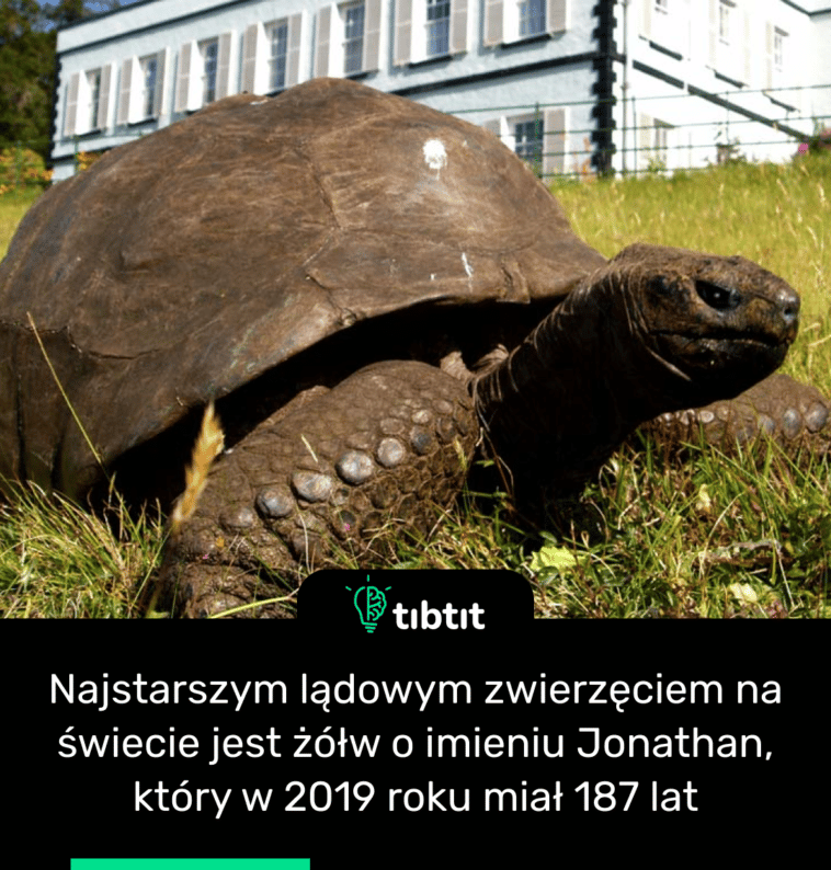 Najstarszym lądowym zwierzęciem na świecie jest żółw o imieniu Jonathan, który w 2019 roku miał 187 lat
