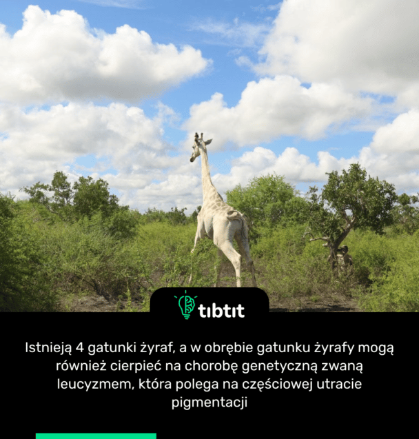 Istnieją 4 gatunki żyraf, a w obrębie gatunku żyrafy mogą również cierpieć na chorobę genetyczną zwaną leucyzmem, która polega na częściowej utracie pigmentacji