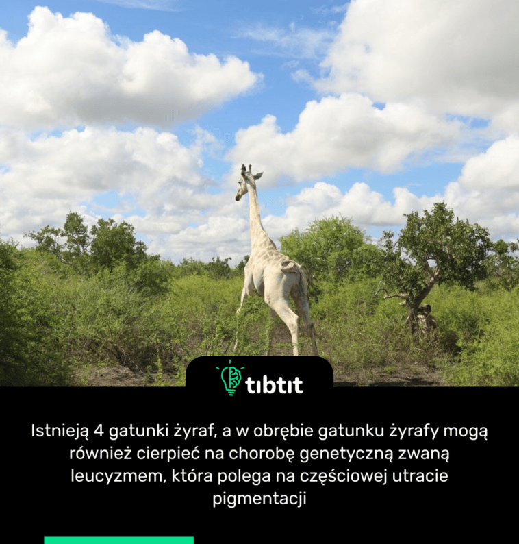 Istnieją 4 gatunki żyraf, a w obrębie gatunku żyrafy mogą również cierpieć na chorobę genetyczną zwaną leucyzmem, która polega na częściowej utracie pigmentacji
