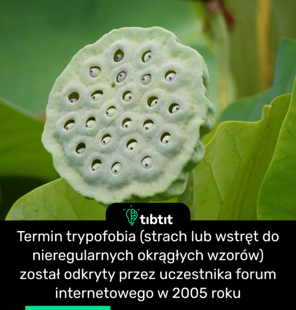 Termin trypofobia (strach lub wstręt do nieregularnych okrągłych wzorów) został odkryty przez uczestnika forum internetowego w 2005 roku