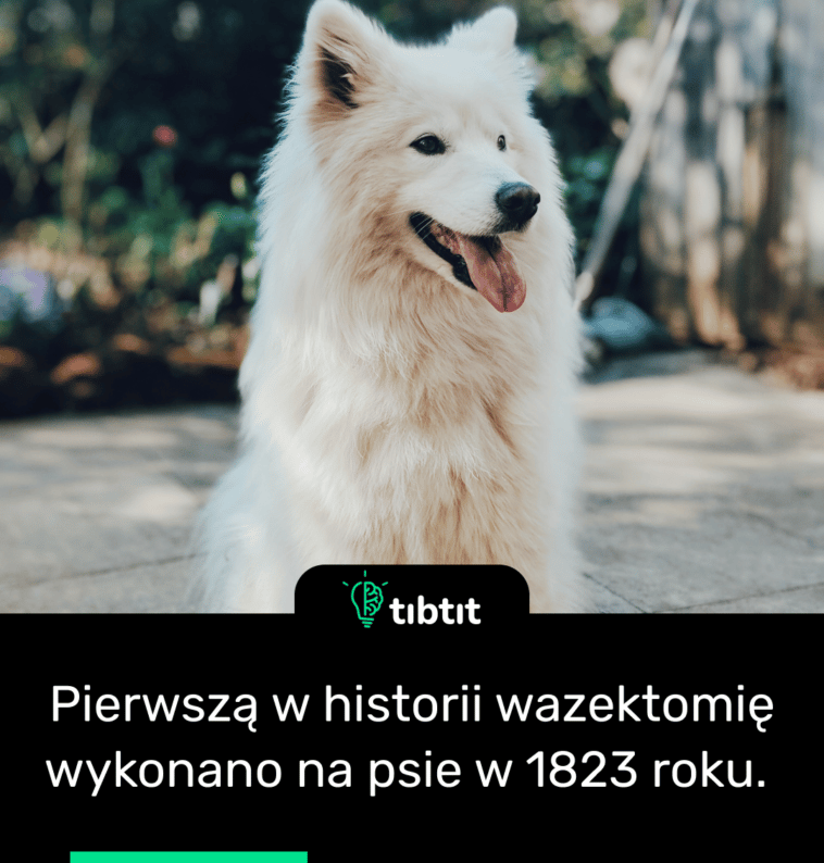 Pierwszą w historii wazektomię wykonano na psie w 1823 roku.