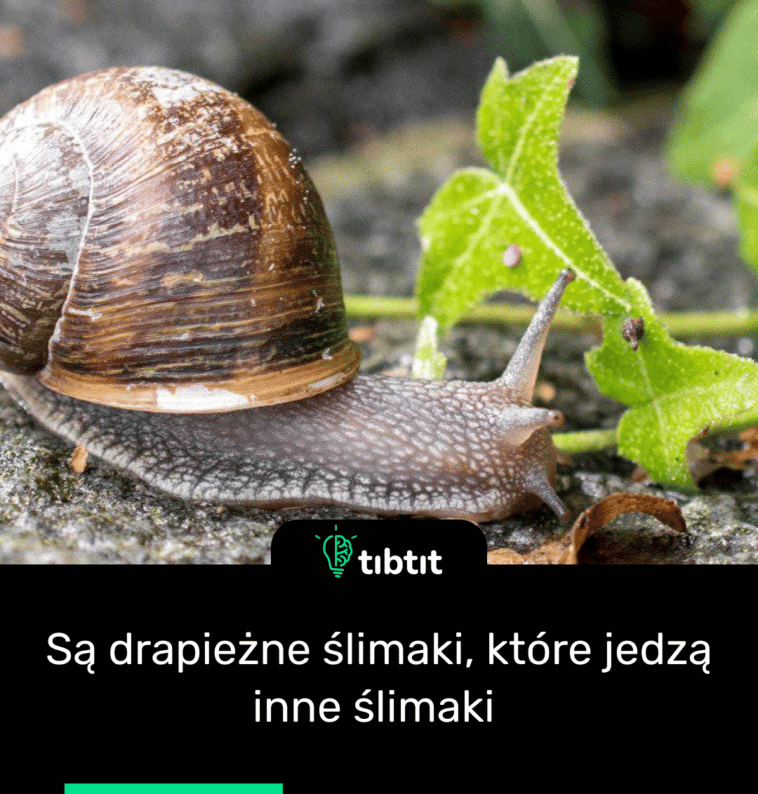 Są drapieżne ślimaki, które jedzą inne ślimaki