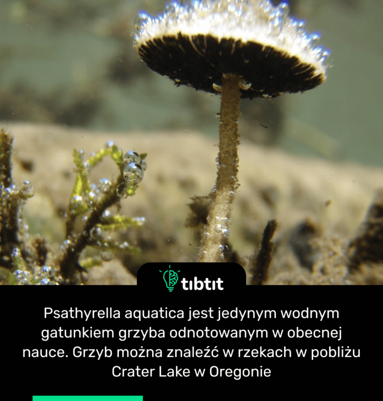 Psathyrella aquatica jest jedynym wodnym gatunkiem grzyba odnotowanym w obecnej nauce. Grzyb można znaleźć w rzekach w pobliżu Crater Lake w Oregonie