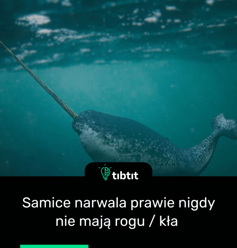 Samice narwala prawie nigdy nie mają rogu / kła