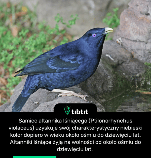Samiec altannika lśniącego (Ptilonorhynchus violaceus) uzyskuje swój charakterystyczny niebieski kolor dopiero w wieku około ośmiu do dziewięciu lat. Altanniki lśniące żyją na wolności od około ośmiu do dziewięciu lat.