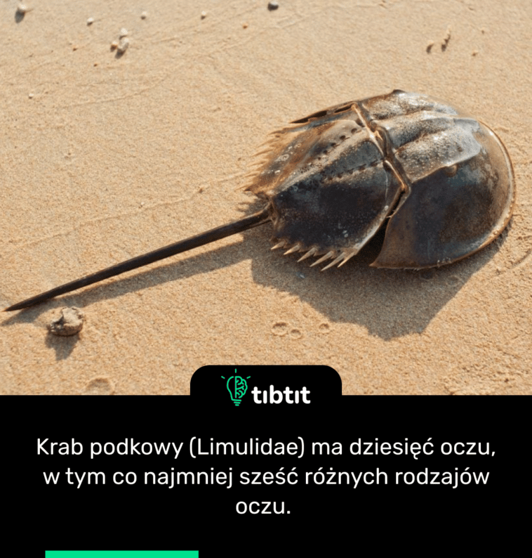Krab podkowy (Limulidae) ma dziesięć oczu, w tym co najmniej sześć różnych rodzajów oczu.