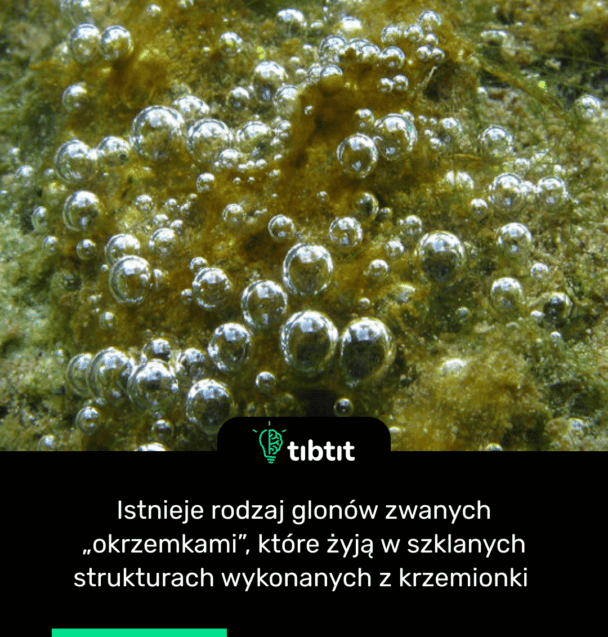 Istnieje rodzaj glonów zwanych „okrzemkami”, które żyją w szklanych strukturach wykonanych z krzemionki