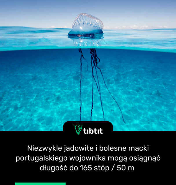 Niezwykle jadowite i bolesne macki portugalskiego wojownika mogą osiągnąć długość do 165 stóp / 50 m