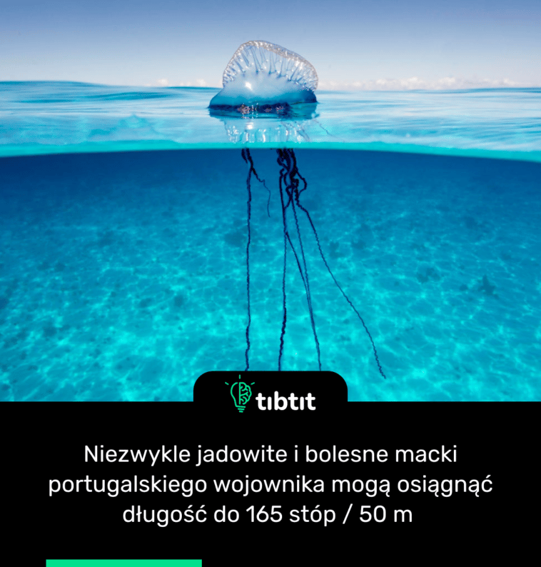 Niezwykle jadowite i bolesne macki portugalskiego wojownika mogą osiągnąć długość do 165 stóp / 50 m