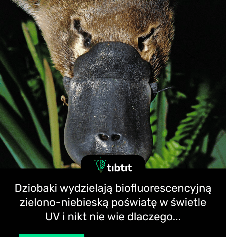 Dziobaki wydzielają biofluorescencyjną zielono-niebieską poświatę w świetle UV i nikt nie wie dlaczego...