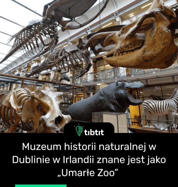 Muzeum historii naturalnej w Dublinie w Irlandii znane jest jako „Umarłe Zoo”